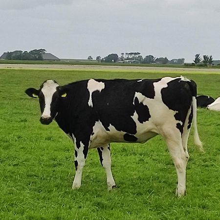 In Het Mooie Friesland Vele Bezienswaardigheden Hantum Zewnętrze zdjęcie