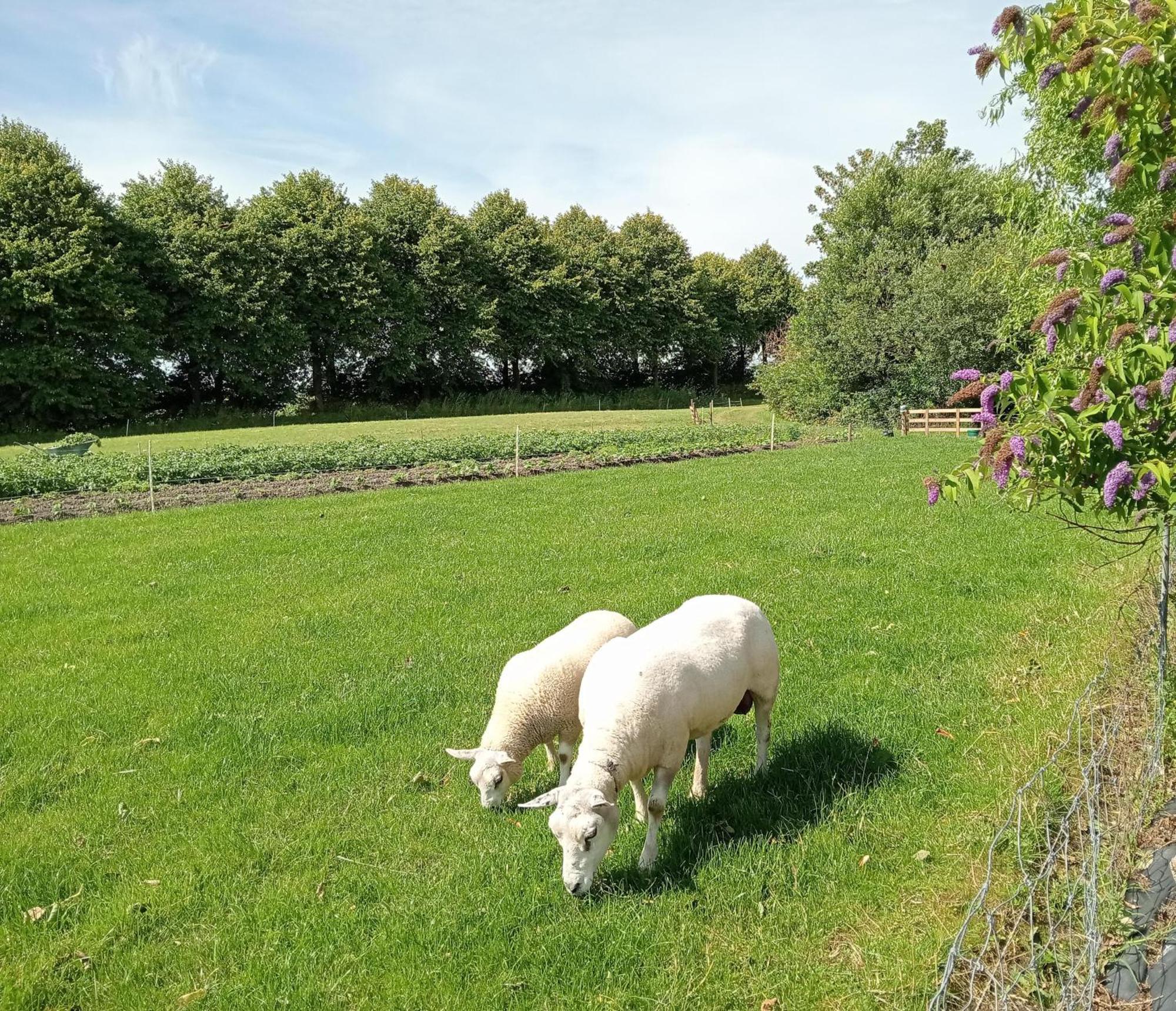 In Het Mooie Friesland Vele Bezienswaardigheden Hantum Zewnętrze zdjęcie